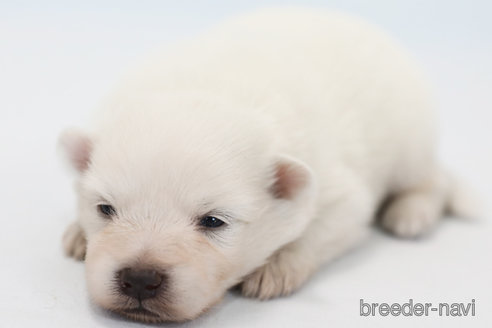 成約済の神奈川県の日本スピッツ-341164の1枚目